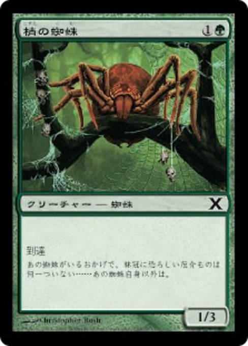Canopy Spider