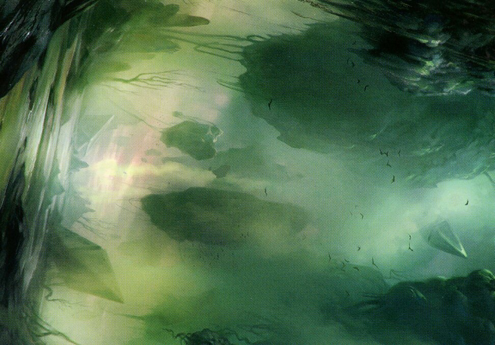 Swamp // Swamp