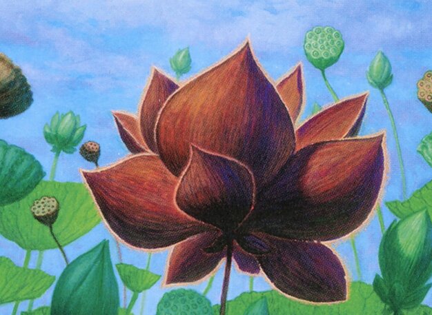 Lotus Blossom