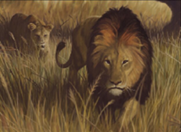 Lions des savanes