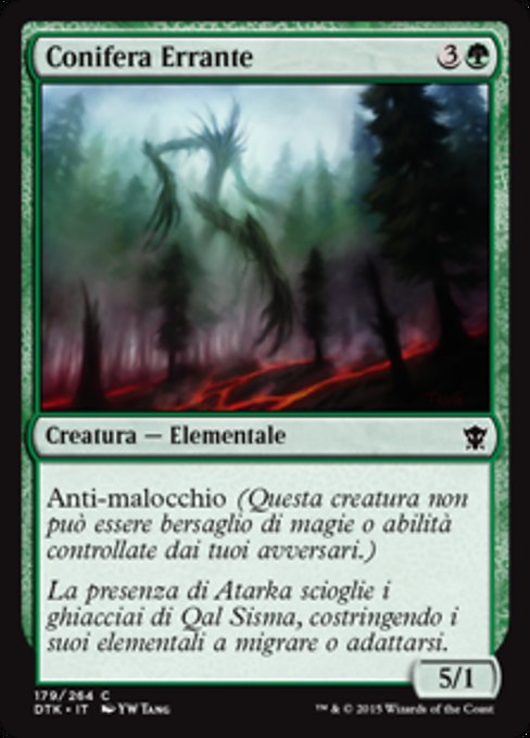 Conifera Errante