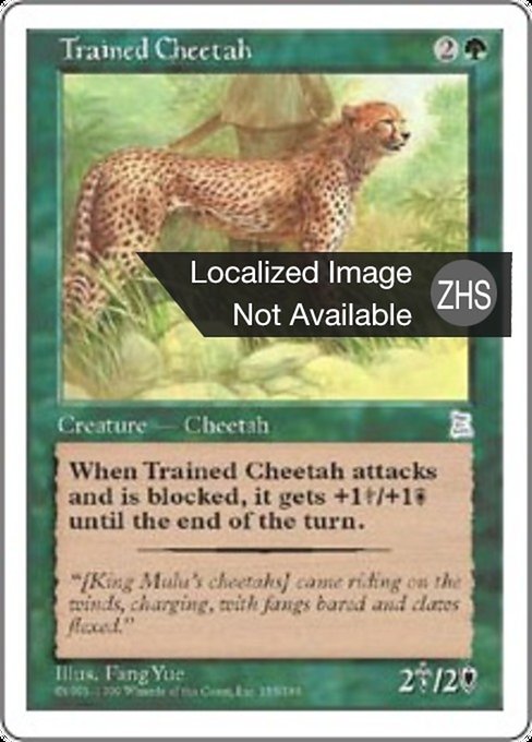 Trained Cheetah