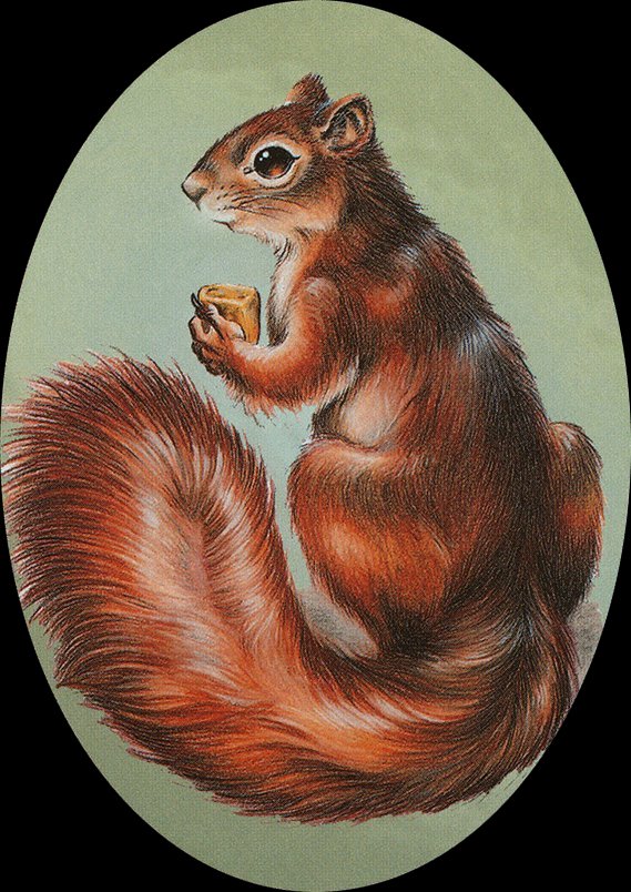 Squirrel