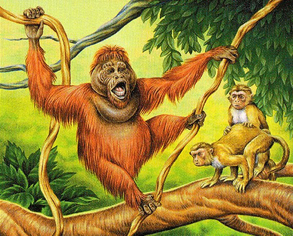 Uktabi Orangutan