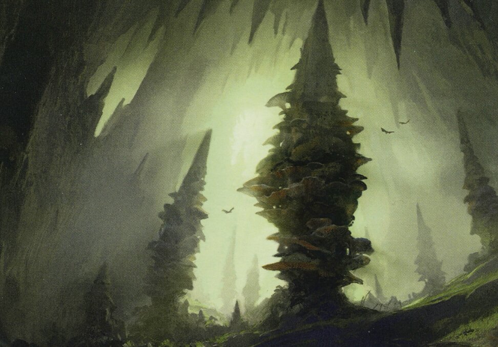 Forest // Forest