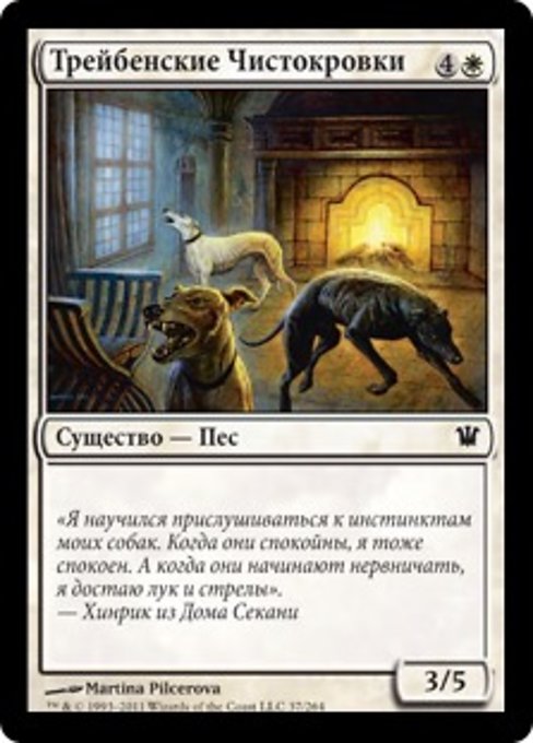 Трейбенские Чистокровки