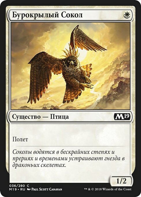 Бурокрылый Сокол