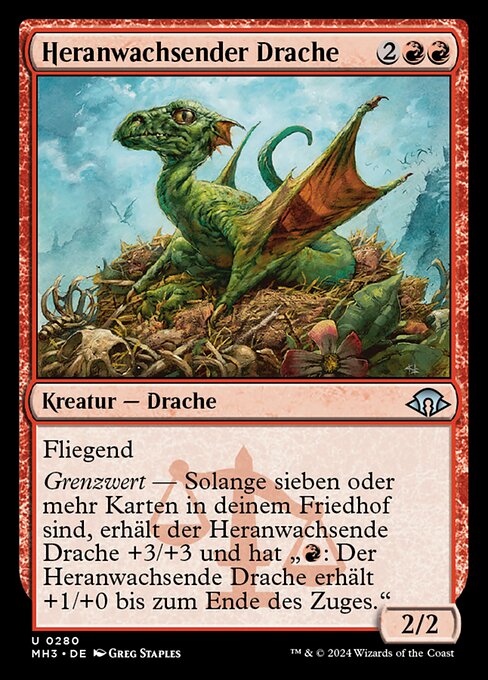 Heranwachsender Drache