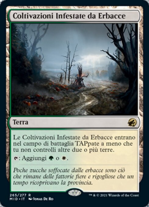 Coltivazioni Infestate da Erbacce