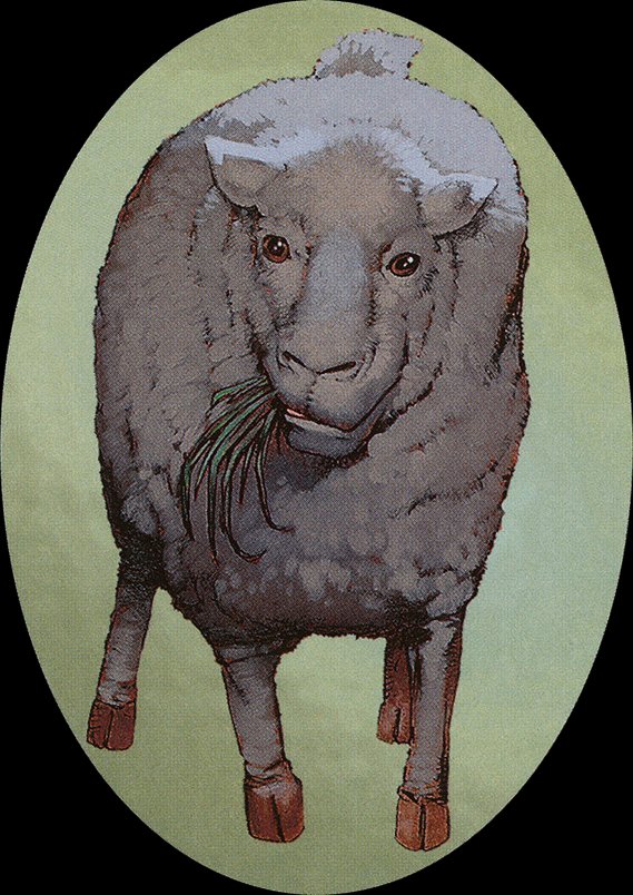 Sheep